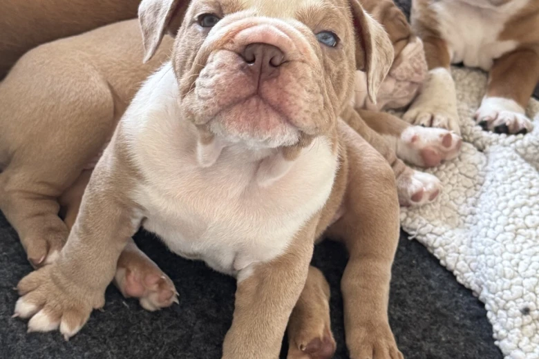 Dorset Olde Tyme Bulldogge