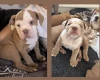 Dorset Olde Tyme Bulldogge