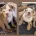 Dorset Olde Tyme Bulldogge