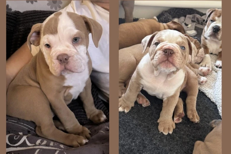 Dorset Olde Tyme Bulldogge