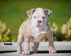 English Bulldog