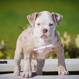 English Bulldog