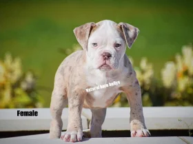 English Bulldog