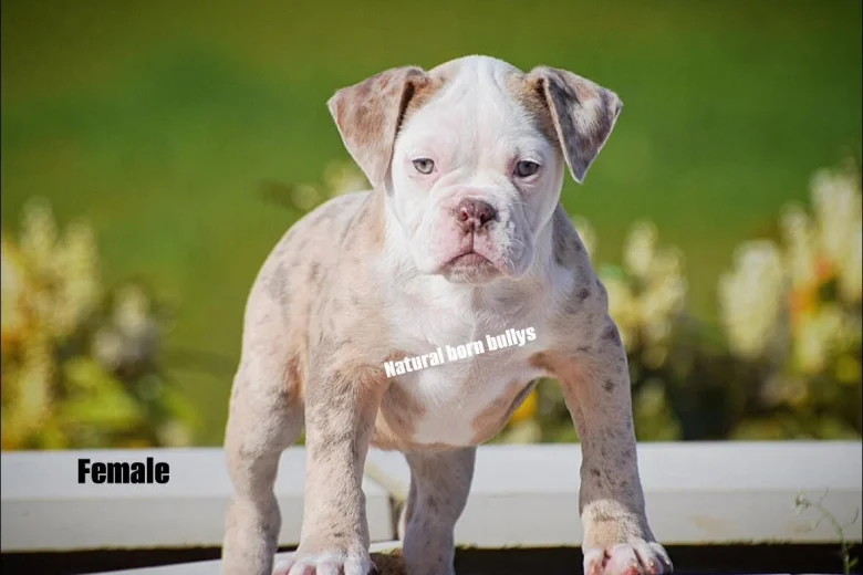 English Bulldog