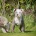 English Bulldog