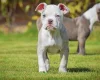 English Bulldog