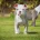 English Bulldog