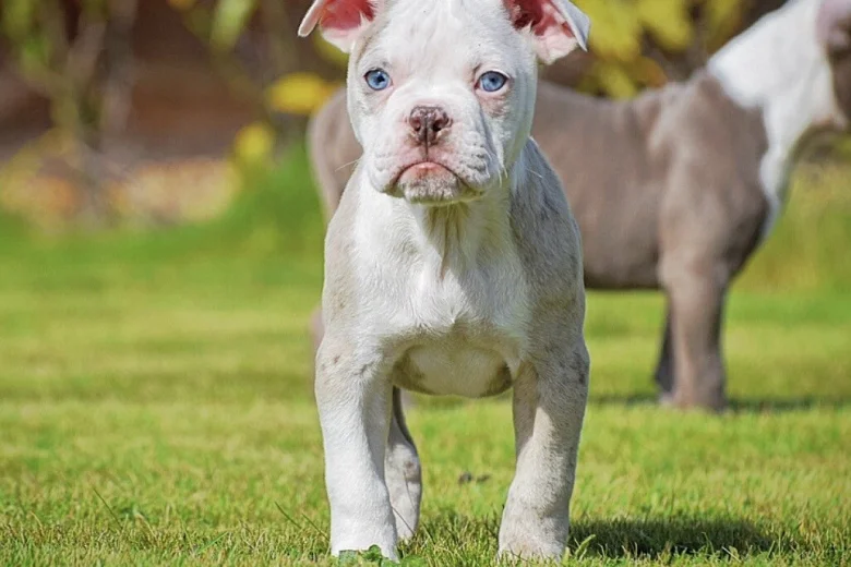 English Bulldog