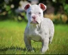 English Bulldog