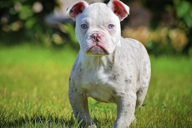 English Bulldog