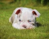 English Bulldog