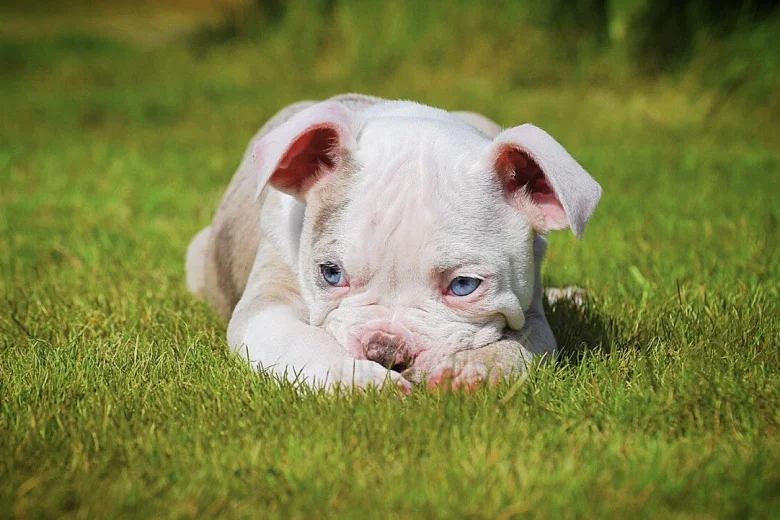 English Bulldog