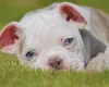 English Bulldog