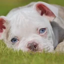 English Bulldog