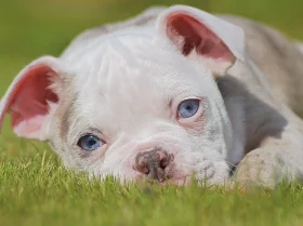 English Bulldog