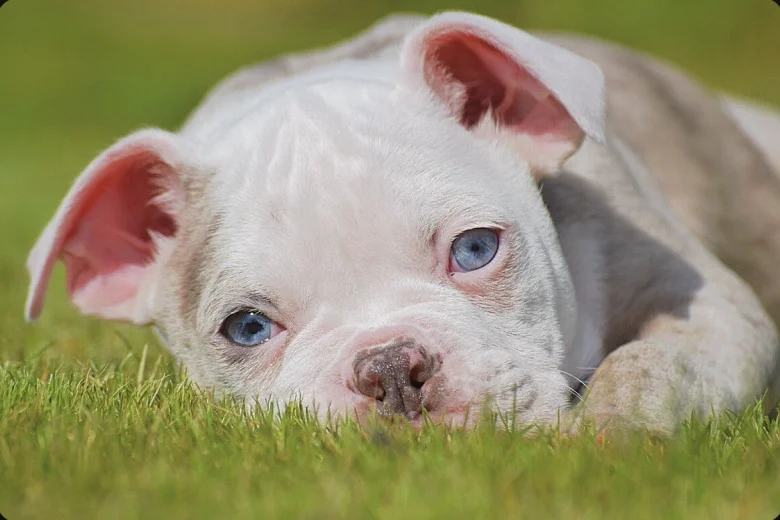 English Bulldog