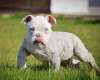English Bulldog