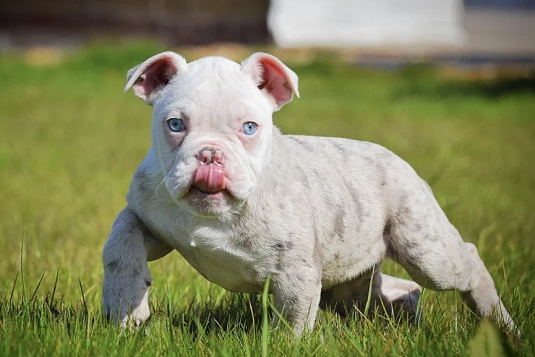 English Bulldog