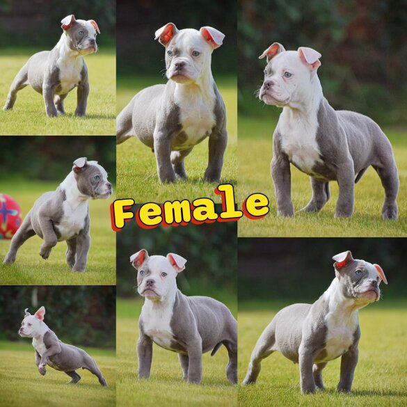 English Bulldog