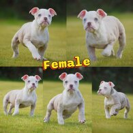 English Bulldog