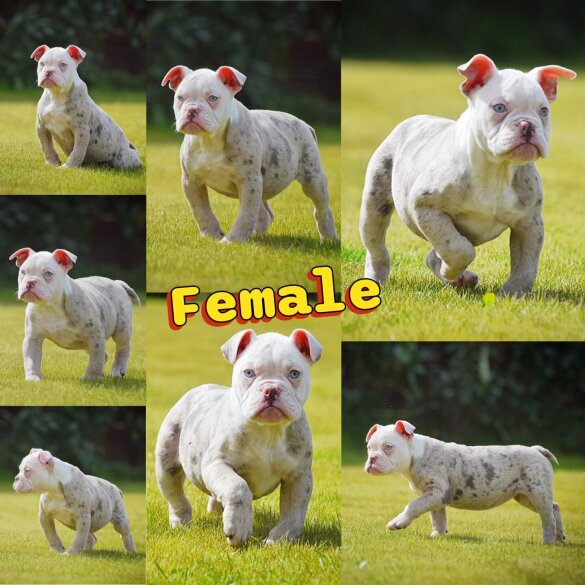 English Bulldog