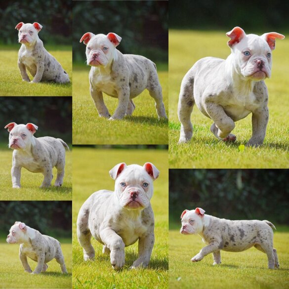 English Bulldog