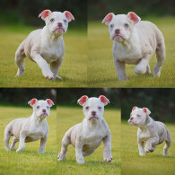 English Bulldog
