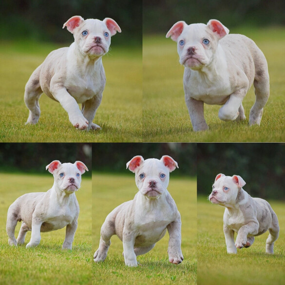 English Bulldog