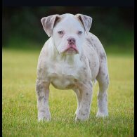 English Bulldog