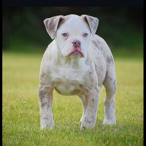 English Bulldog