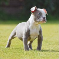 English Bulldog