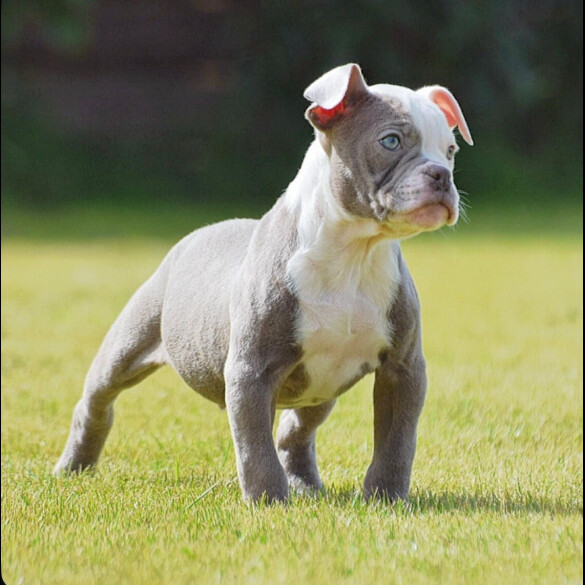 English Bulldog