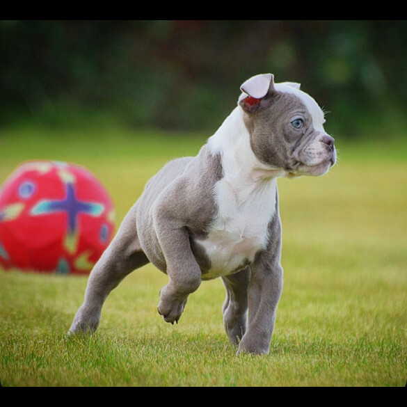 English Bulldog