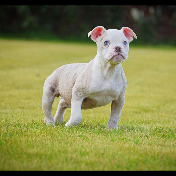English Bulldog