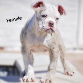 English Bulldog