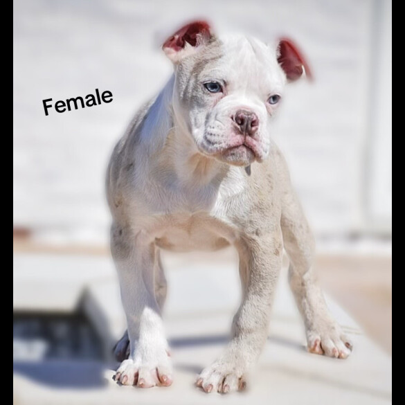 English Bulldog