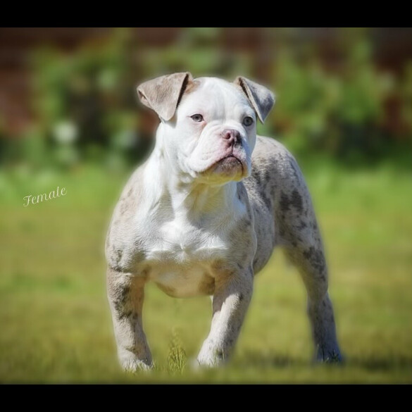 English Bulldog