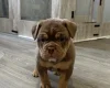 English Bulldog