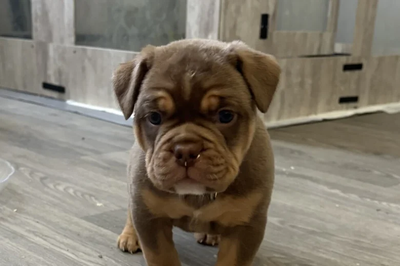 English Bulldog