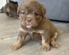 English Bulldog