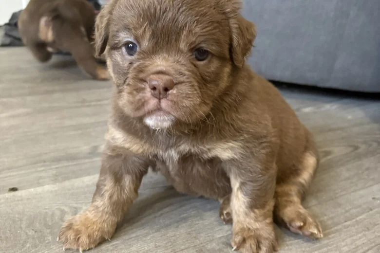 English Bulldog