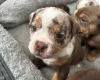 English Bulldog