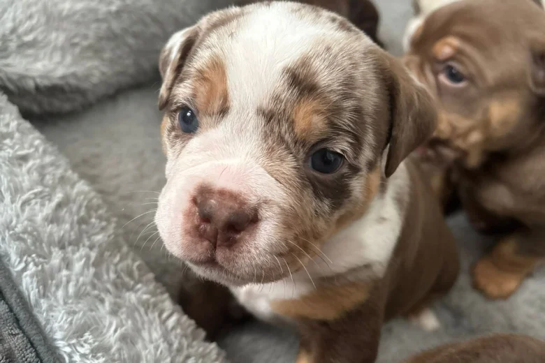 English Bulldog