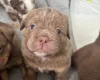 English Bulldog