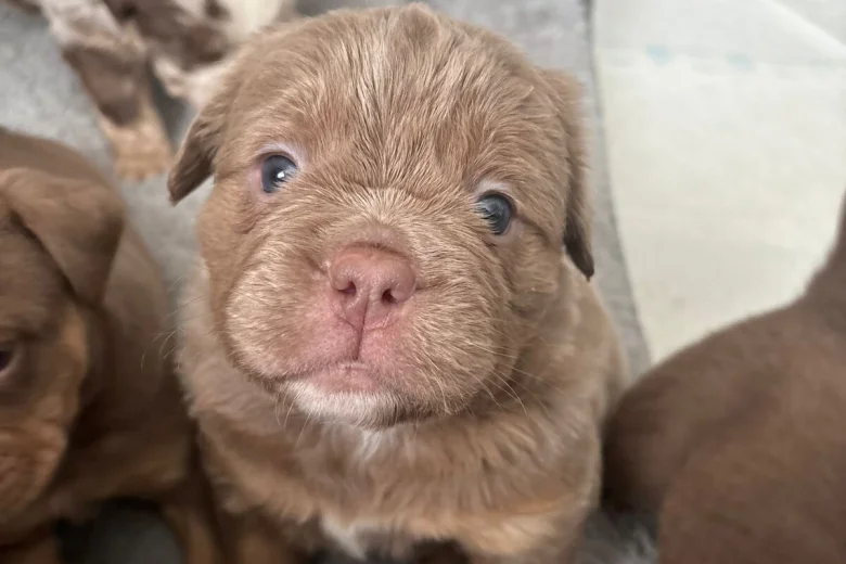 English Bulldog