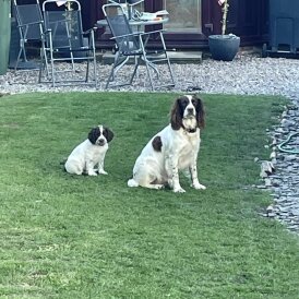 English Springer Spaniel