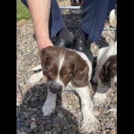 English Springer Spaniel