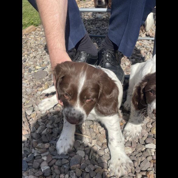 English Springer Spaniel