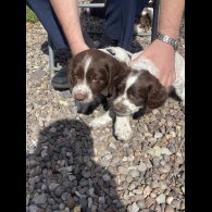 English Springer Spaniel