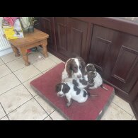 English Springer Spaniel